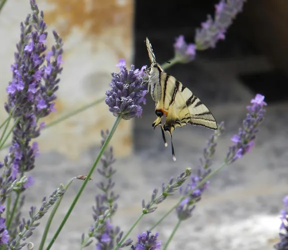 Διαμέρισμα View Krk Town